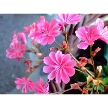 Pink Jasmine Flowers